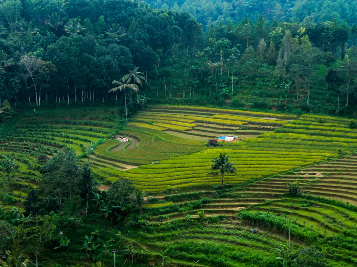 Terraced fields on a forested hillside