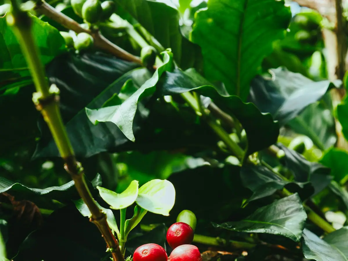 Ripening coffee cherries on the branch