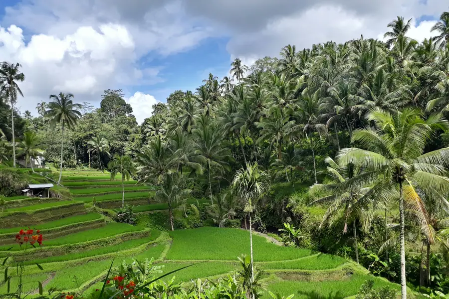 Rice terraces framed by coconut palms